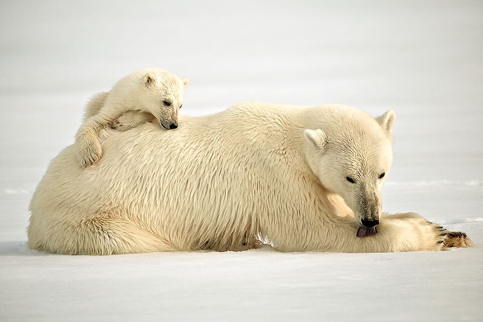 Fotoreise nach Spitzbergen | Eisbaeren, Waale, Fjorde und Gletscher