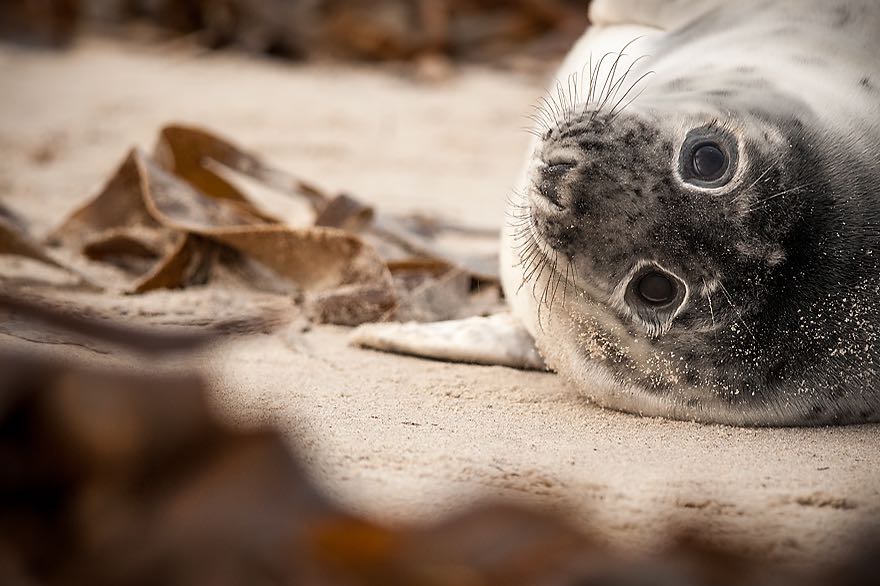 Fotoschulung zur Tierfotografie auf der deutschen Hochseeinsel Helgoland