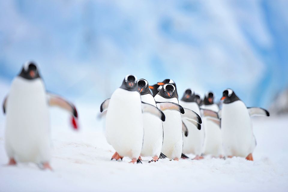 Antarktis Expedition - Fotografie Reise mit der MS Roald Amudsen von Hurtigruten