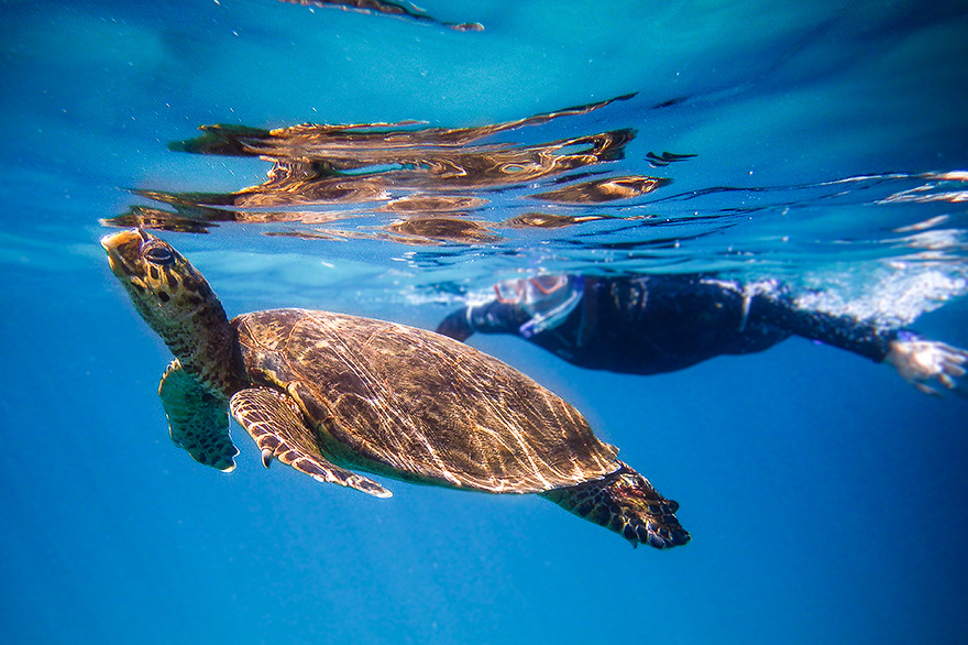 unterwasser fotografie kurs mit frank wollinger