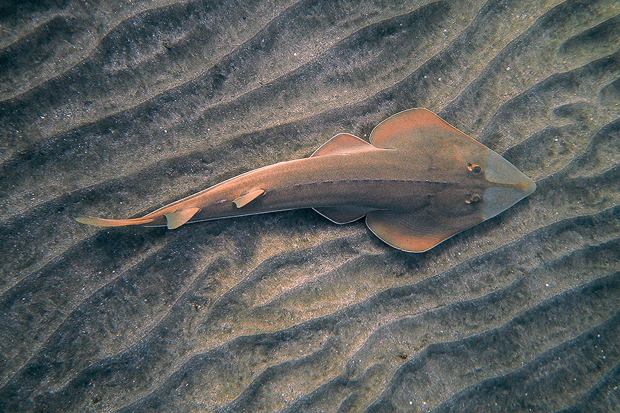 gitarrenrochen marsa alam