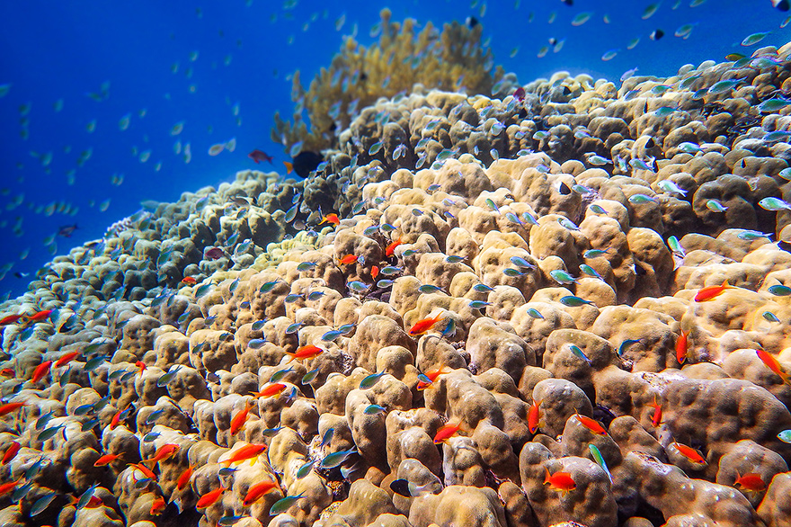 Korallenfische im Riff