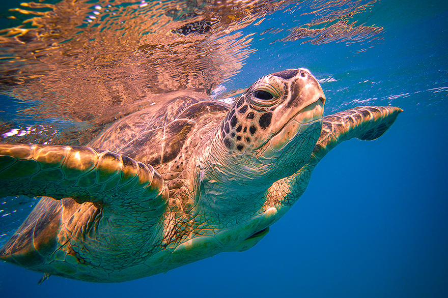 Wasserschildkroeten in der Bucht von Marsa Mubarak