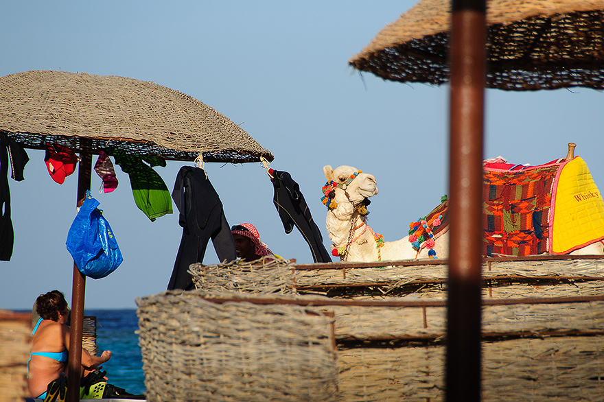 guenstiger unterwasserfotografie urlaub in Marsa Alam