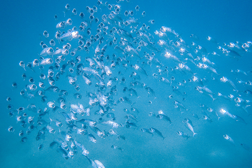 unterwasserfotografie kurs marsa alam