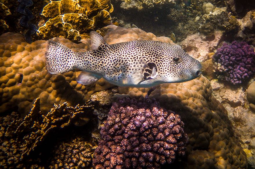 schnorcheln und fotografieren im dolphin house marsa alam