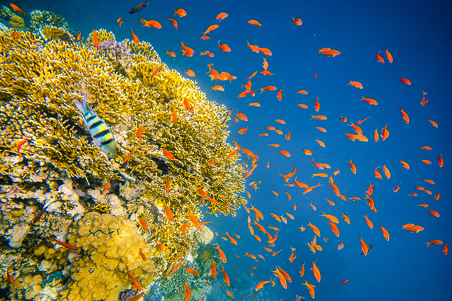 Fotokurs zur Unterwasserfotografie am Roten Meer