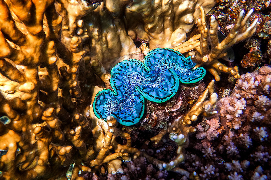 Ausruestung fuer Unterwasserfotografie