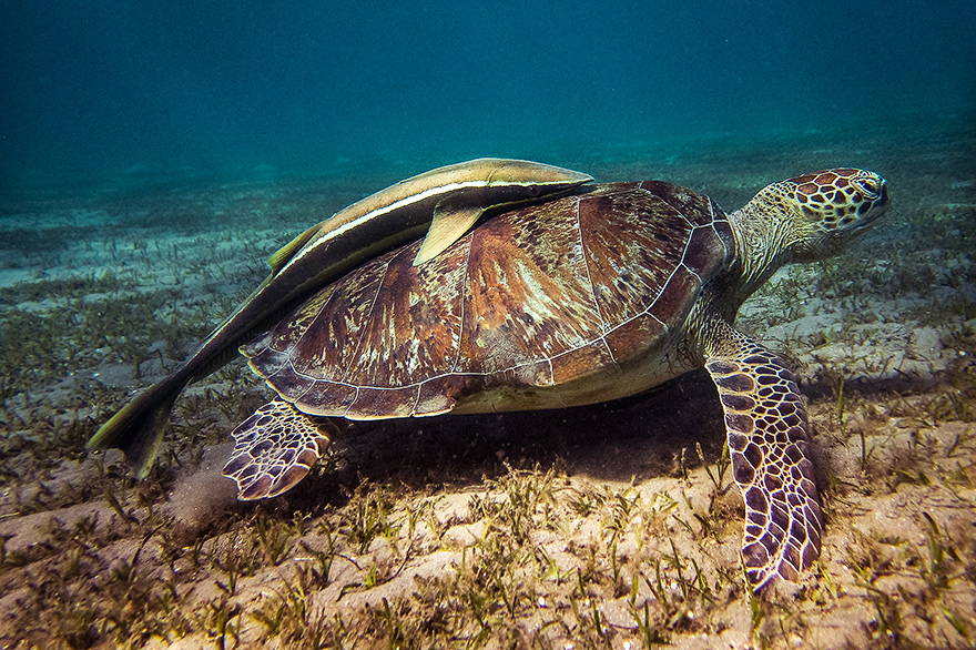 Tipps und Tricks zur Unterwasserfotografie im roten Meer