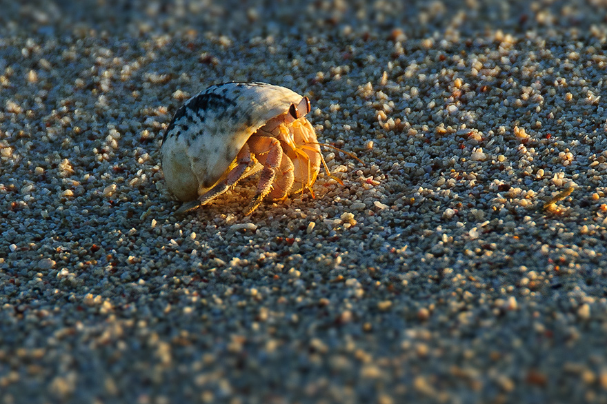 Unterwasserfotografie Seminar in Marsa Alam