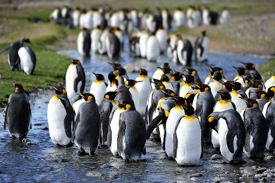 Expeditionsseereise mit Hurtigruten zum Suedpol