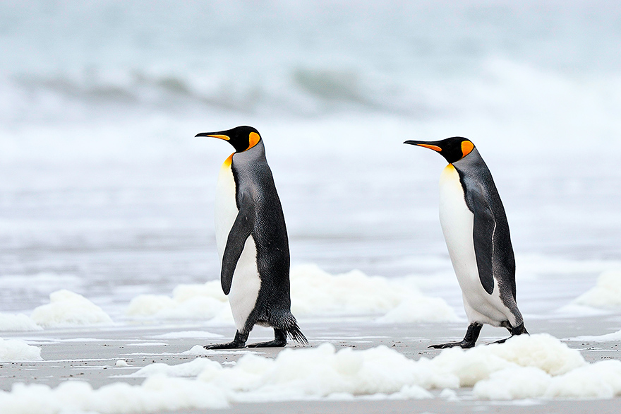 stolzierende Koenigspinguine fotografieren lernen - Stanley Cove, Antarktis 