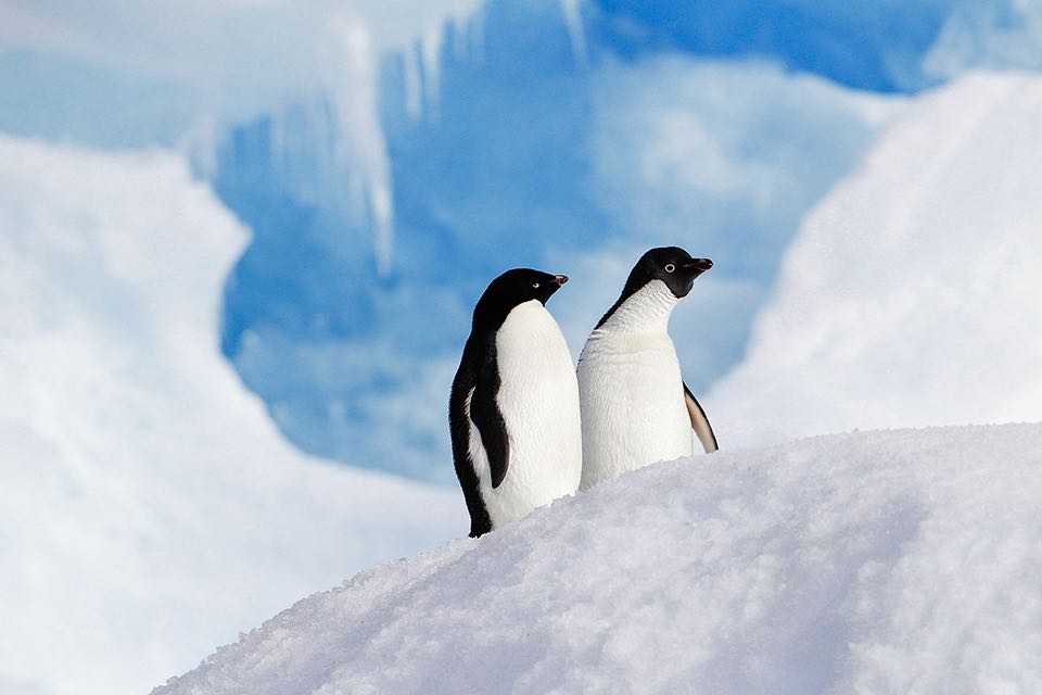 Pinguinpaar im Schnee am Suedpol