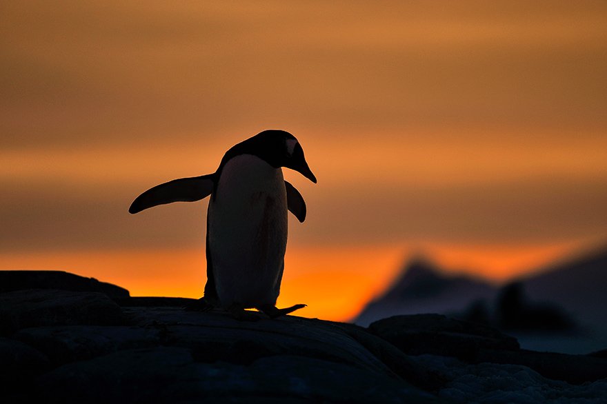 Wie fotografiert man einen Pinguin im Sonnenuntergang