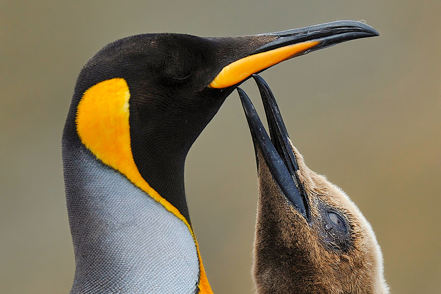 Die Schnaebel von einem adulten Pinguin und einem Jungtier