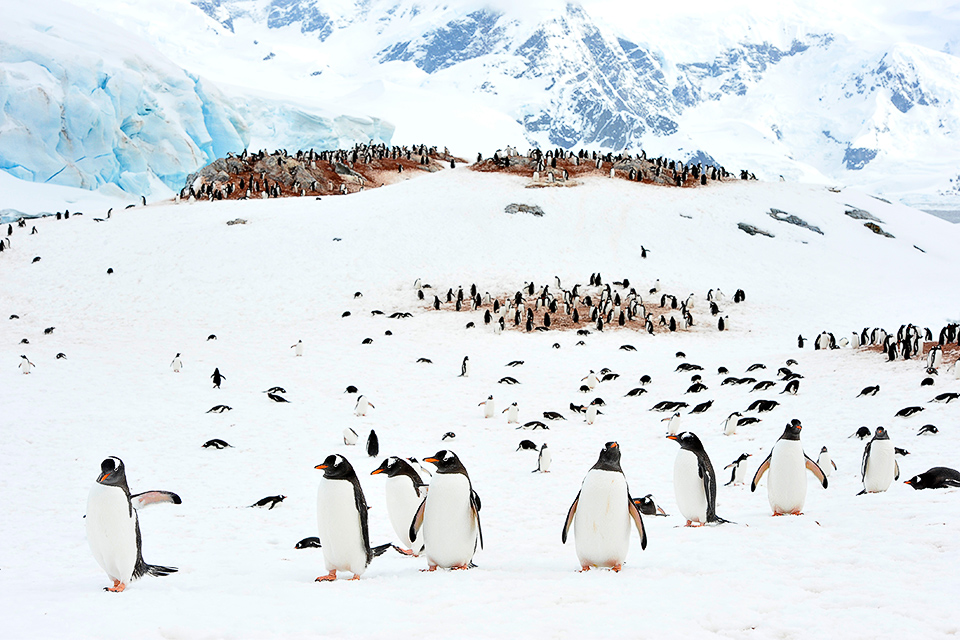 Pinguine Walking Becher 4 Pinguine Plains Walking Lebensraum Wilde Antarktis 