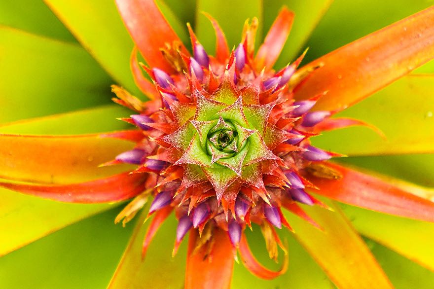 Bluete einer Ananas Pflanze im Gewaechshaus