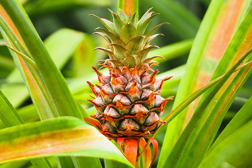 Ananas Pflanze Ponata Delagada