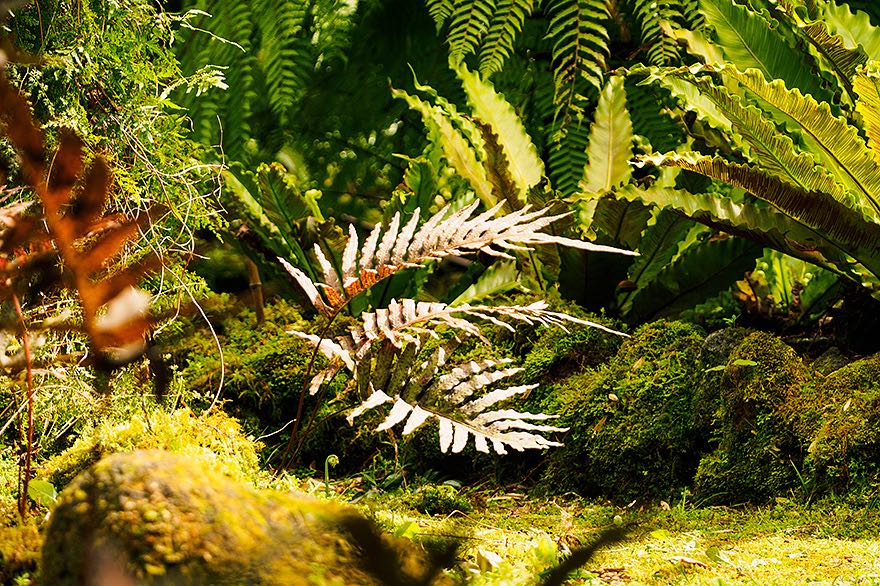 Farne im botanischen Garten