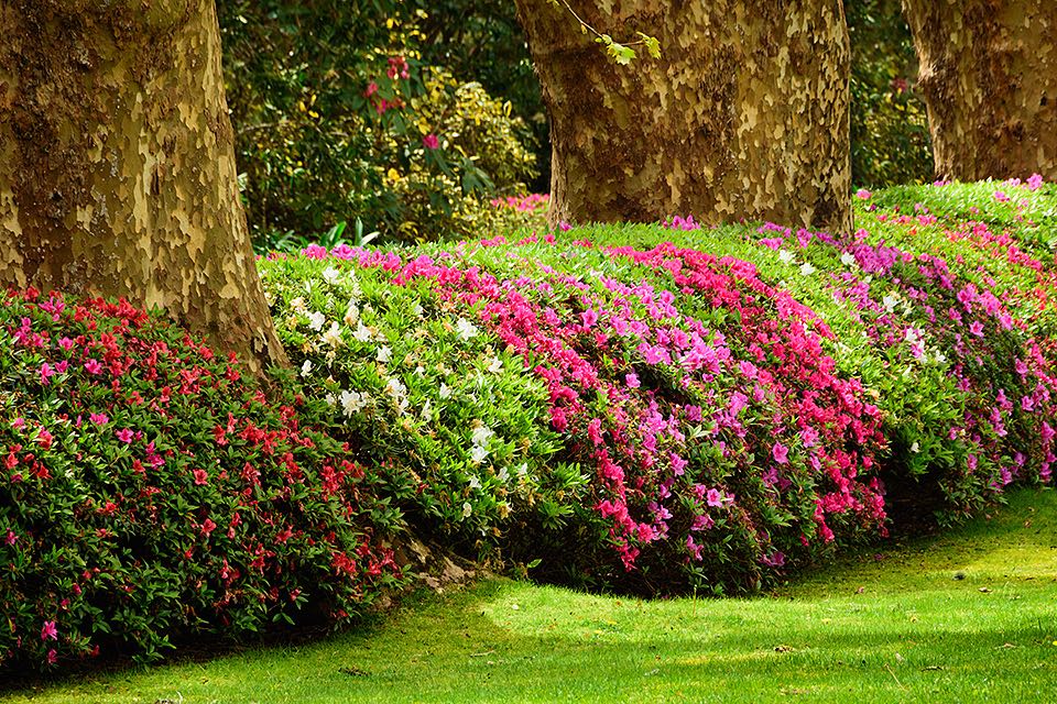 Rhododendron Bluete