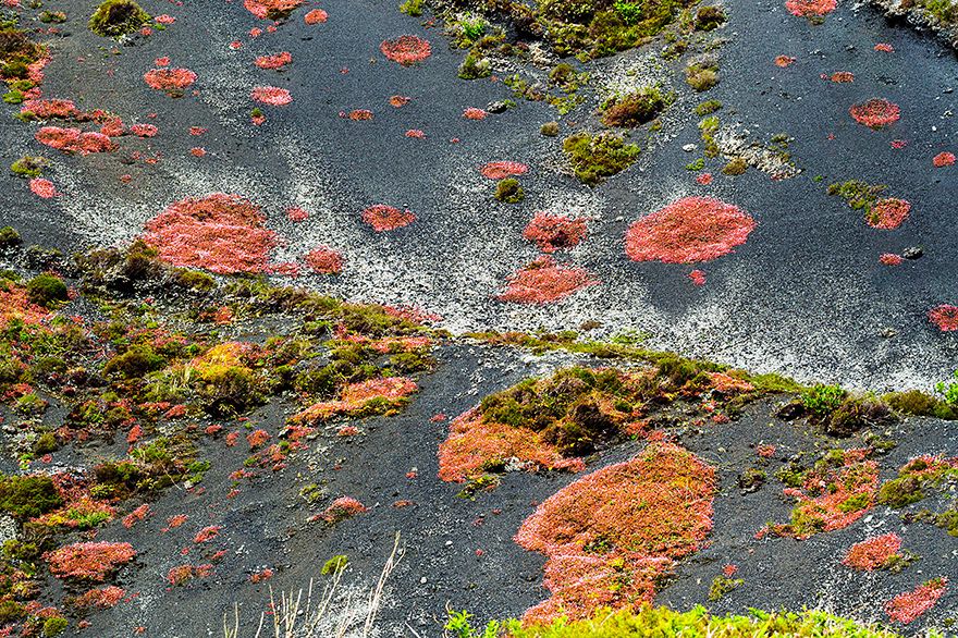 Lavafeld mit Blumen