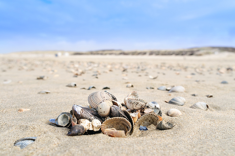 Muscheln am Sandstrand der Nordseeinsel