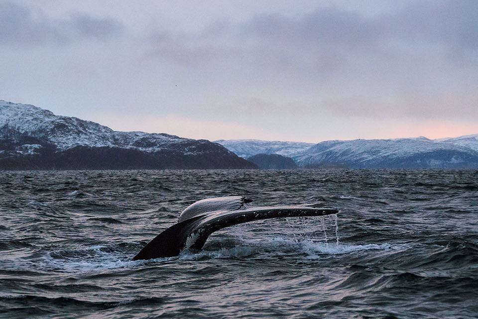 Die Schwanzflosse von einem Buckelwal in Norwegen