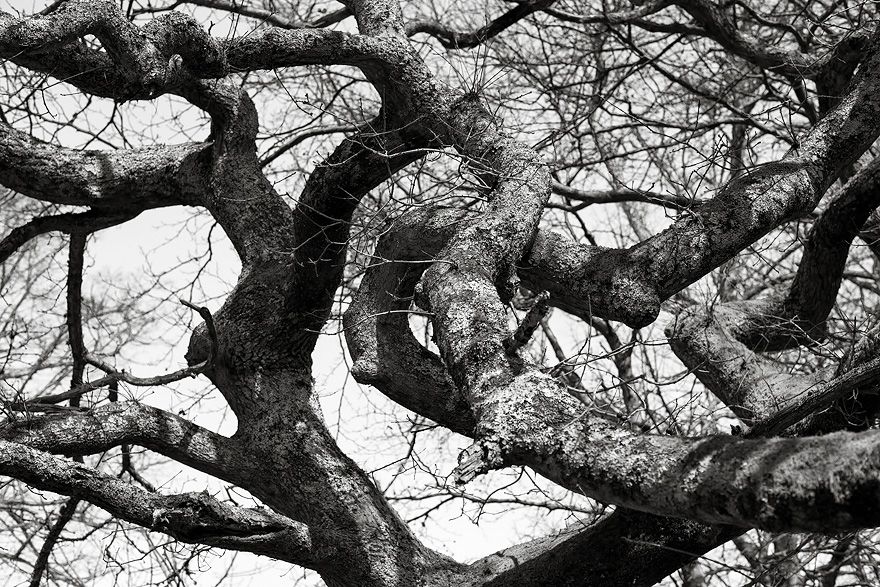 Ein Baum im Park von Martinvaast