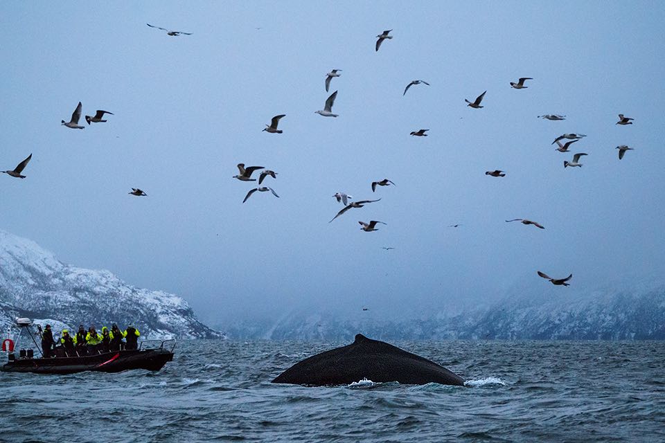 Rueckenflosse eines Buckelwals in Norwegen