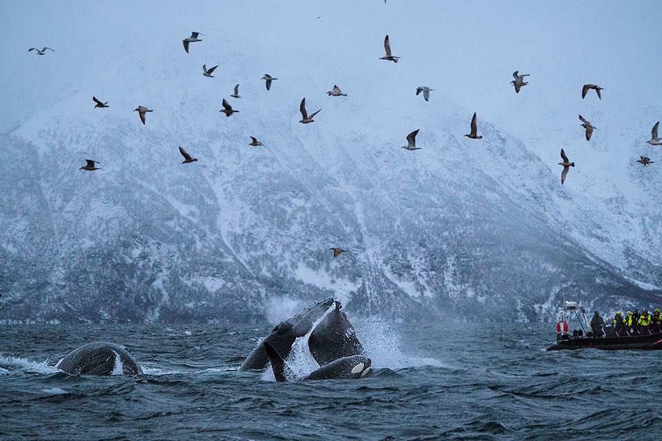Buckelwale und Orcas beim Jagen im Fjord von Alta in Norwegen