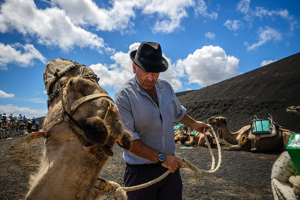 Kamel im Timanfaya Nationalpark auf Lanzarote