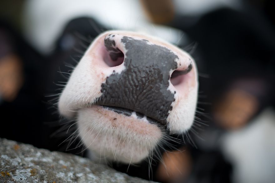 Tierfotografie im Frankreich Urlaub lernen