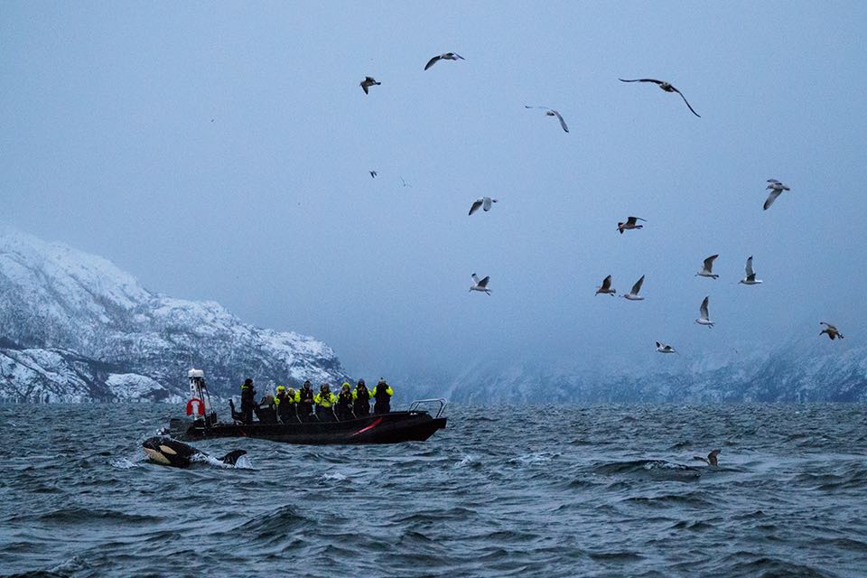 Orcas im Fjord von Alta in Norwegen