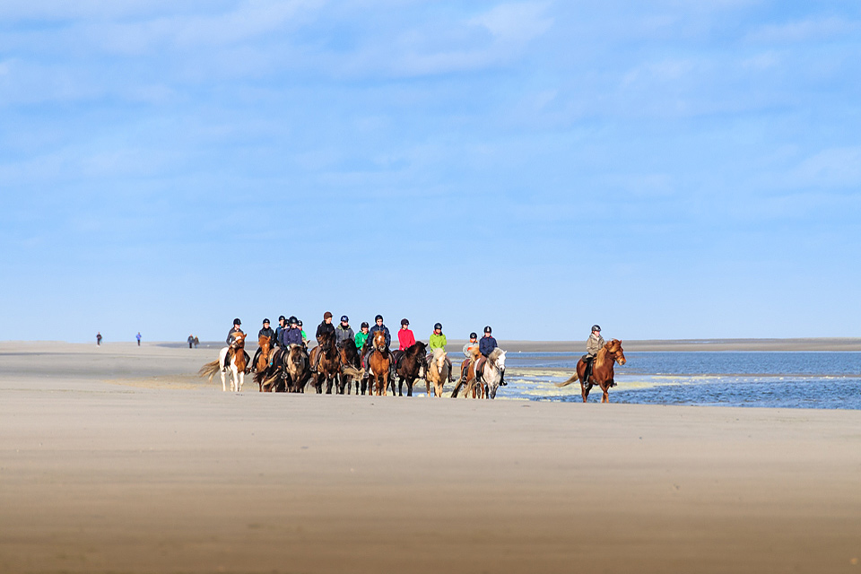 Galoppierende Pferde am Strand von Spiekeroog