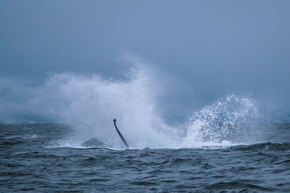 Ein Buckelwal schlaegt mit seiner Seitenflosse auf die Wasseroberflaeche