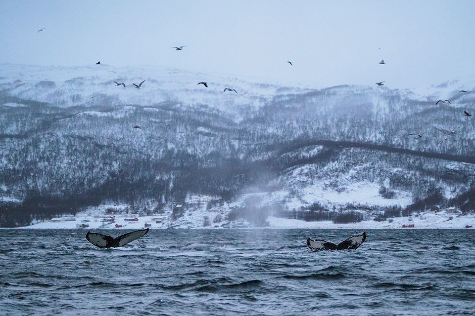 Walbeobachtung waehrend der Postschiffreise mit Hurtigruten in Alta