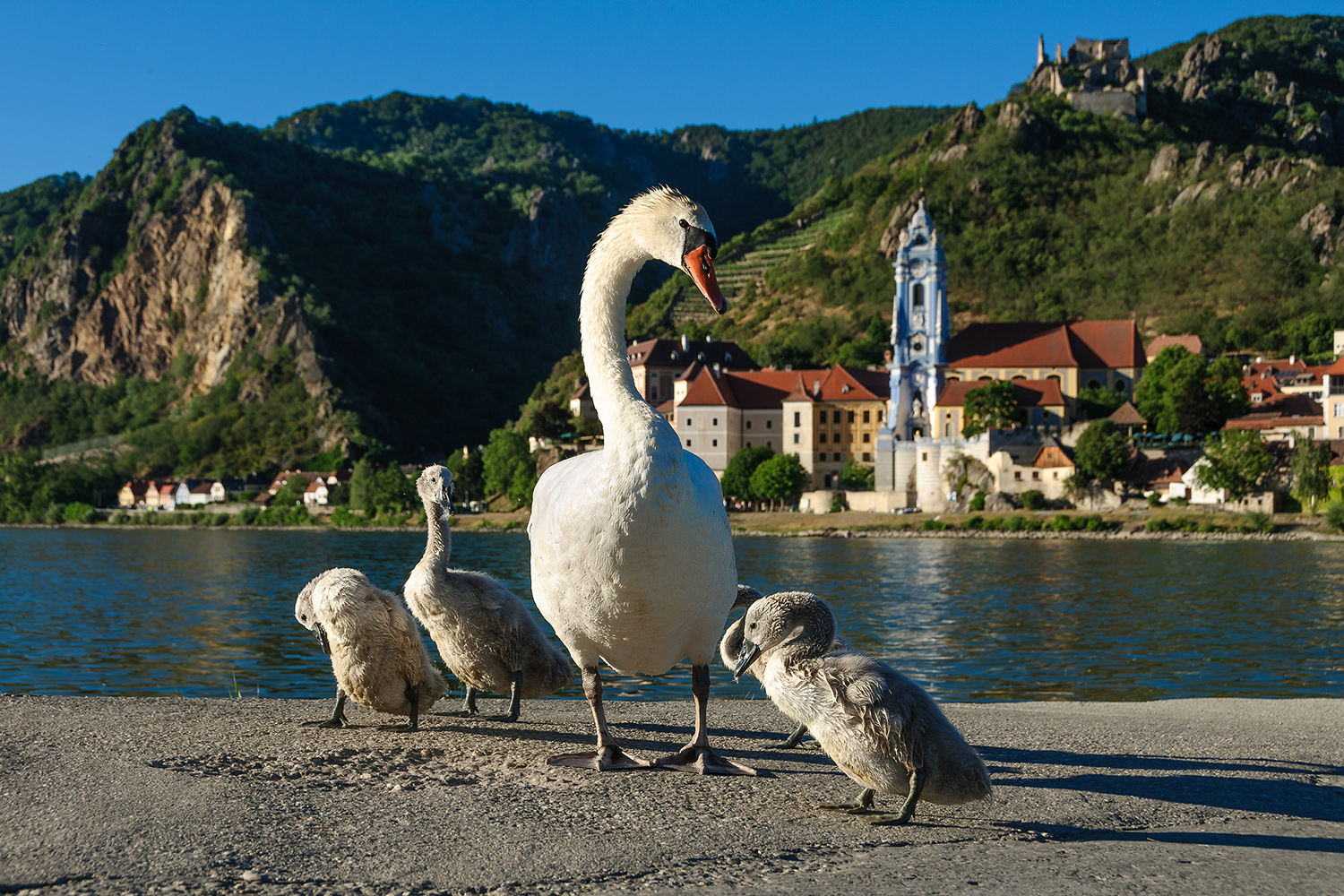 Fotoworkshop mit Donaukreuzfahrt von Passau bis zum Donaudelta