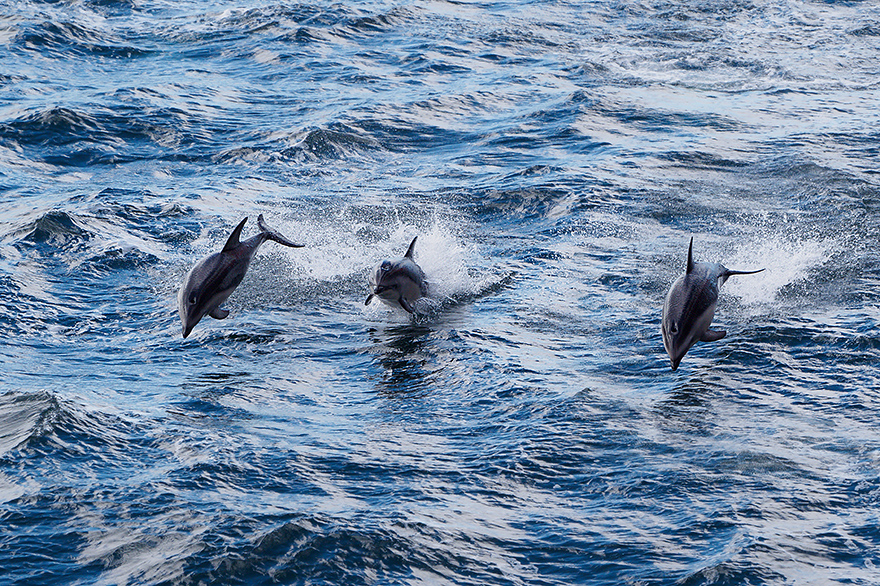 OLY31298-Oly31303-Zuschnitt