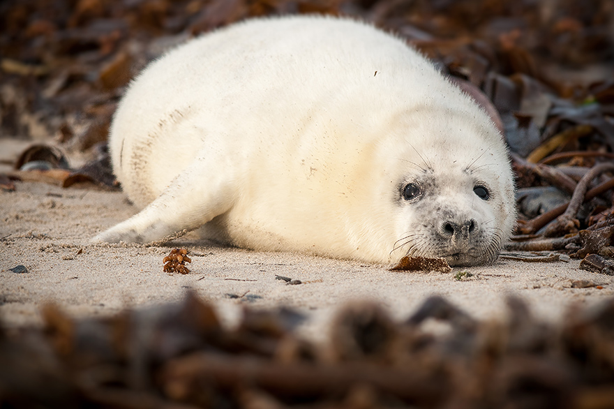 helgoland44