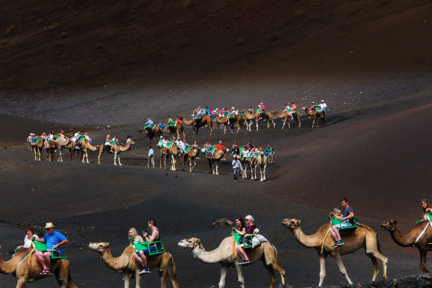 Kamelreiten und Kamelsafari Timanfaya Nationalpark Lanzarote