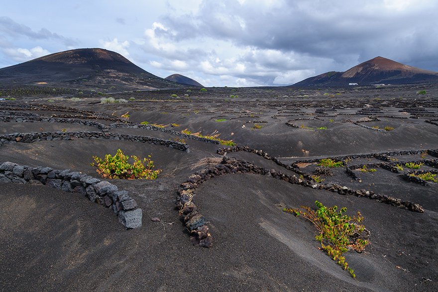 weinberg weinanbau weinbaugebiet lanzarote