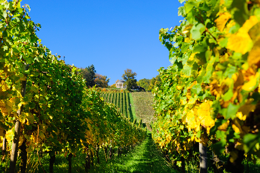 Blick durch die Weinberge auf den Pavillion am Niederwalddenkmal