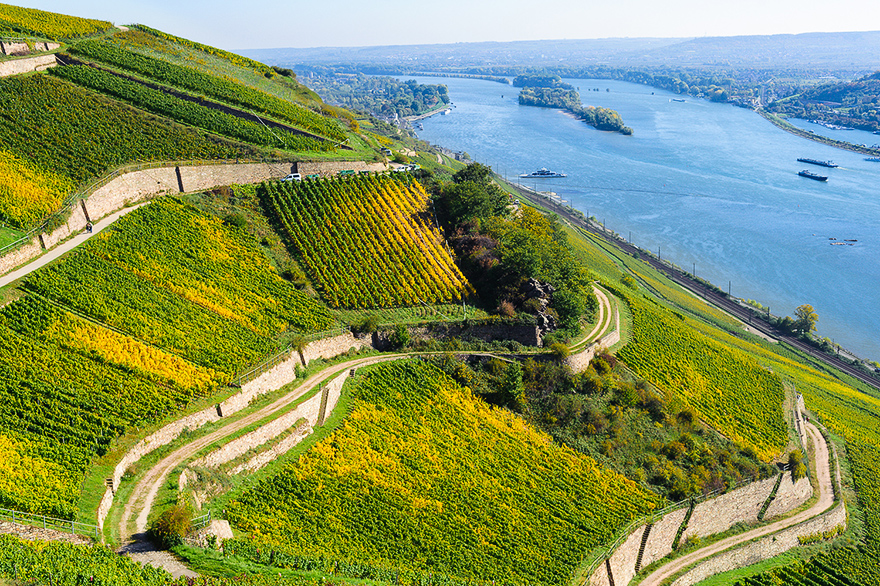 Weinberge in Herbstfarben am Rhein bei Ruedesheim