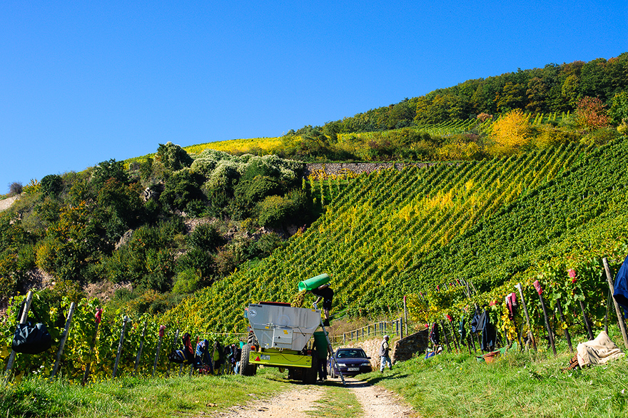 Weinlese in den Weinbergen am Rhein