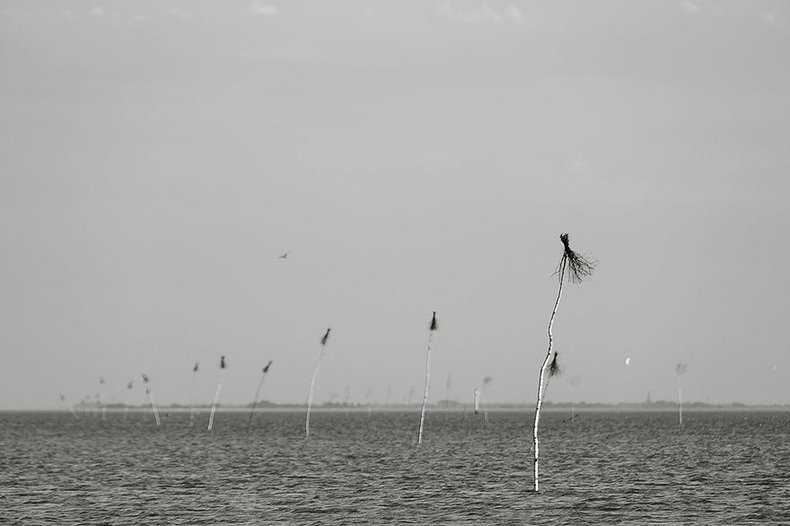 Birken Aeste zur Markierung der Fahrrinne in der Nordsee