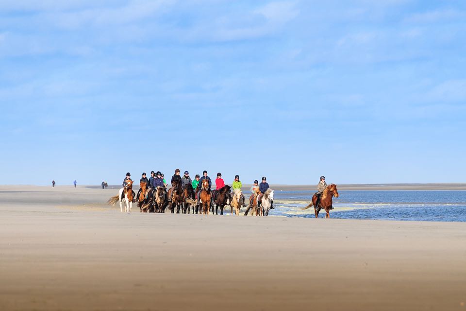 Pferde am Strand von Spiekeroog