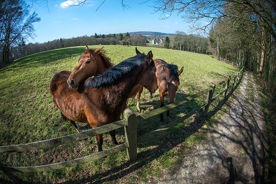 Fotokurse fuer Pferdefotografen in der Normandie