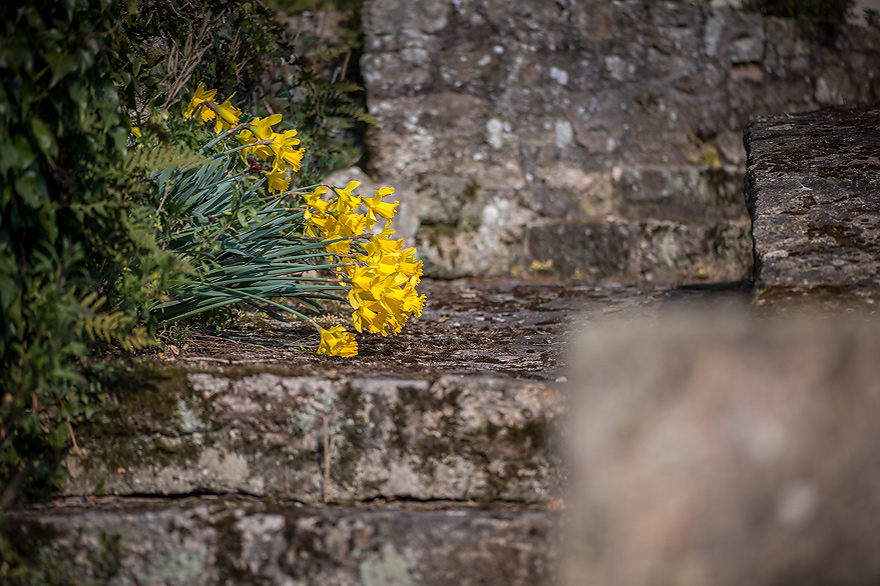 fototipps fuer gelbe blumen in frankreich