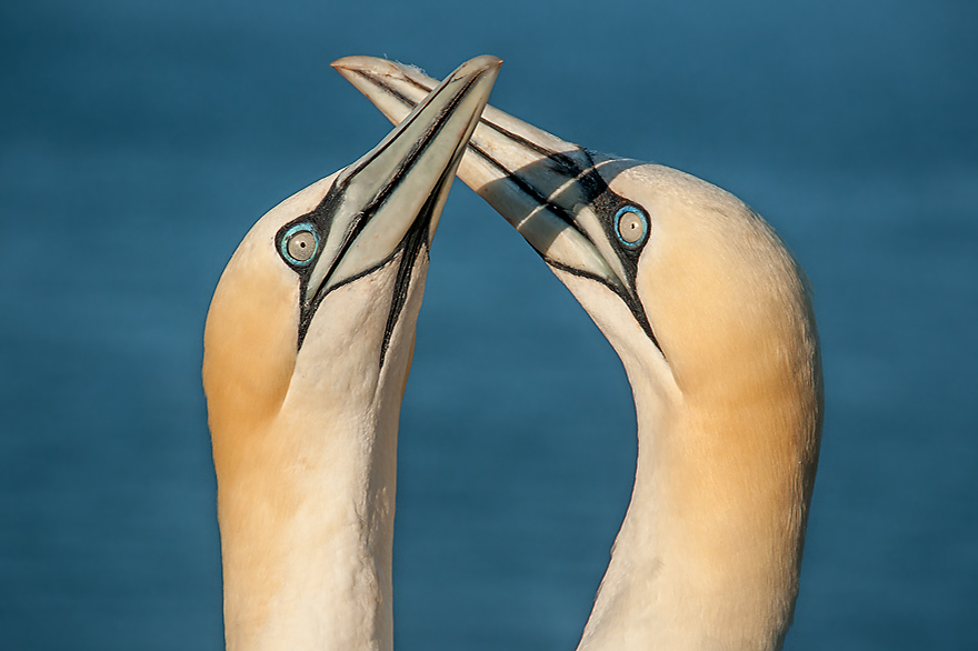 Zwei Basstoelpel begruessen sich auf dem Vogelfels von Helgoland