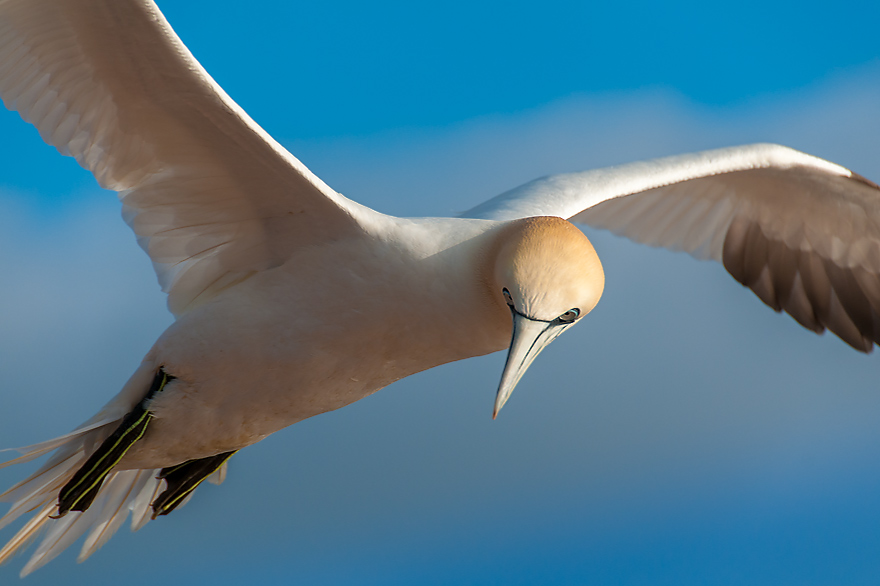 Workshop Vogelfotografie Helgoland - Basstoelpel im Lummenfels